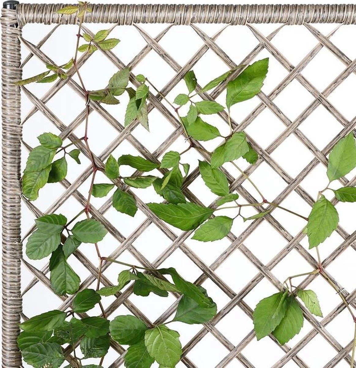 Casaria Polyrattan Bloembak – 3 Bakken Klimophek - Crème 5 Casaria Polyrattan Bloembak – 3 Bakken Klimophek - Crème - Afbeelding 5