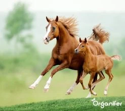 Kalk Korrel Meststof Verrijkt Met Magnesium (5Kg - Voor 100m2) Voor Dieper Bladgroen (+PH) Speciaal Voor Gazon, Perken, Moestuin En Openbaar Groen - Organifer -Tuin Kortingswinkel 1200x1071 3