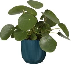 Elho Vibes Fold Rond 22 - Bloempot Voor Binnen - Ø 22.0 X H 20.2 Cm - Diepblauw 21 Elho Vibes Fold Rond 22 - Bloempot Voor Binnen - Ø 22.0 X H 20.2 Cm - Diepblauw -Tuin Kortingswinkel 1200x1094 2