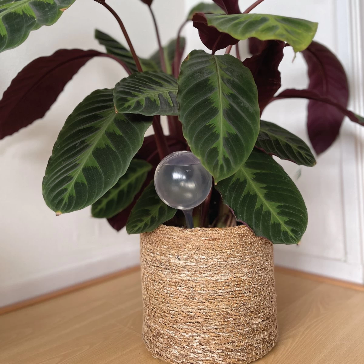 Merkloos JADI - Druppelsysteem - Waterdruppelaar Voor Uw Planten - Set Van 6 Stuks - 3 Grote & 3 Kleine - Transparante Waterbollen 2 Merkloos JADI - Druppelsysteem - Waterdruppelaar Voor Uw Planten - Set Van 6 Stuks - 3 Grote & 3 Kleine - Transparante Waterbollen - Afbeelding 2