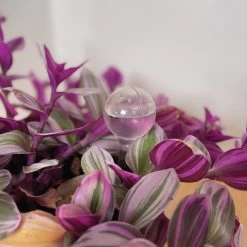 Merkloos JADI - Druppelsysteem - Waterdruppelaar Voor Uw Planten - Set Van 6 Stuks - 3 Grote & 3 Kleine - Transparante Waterbollen 6 Merkloos JADI - Druppelsysteem - Waterdruppelaar Voor Uw Planten - Set Van 6 Stuks - 3 Grote & 3 Kleine - Transparante Waterbollen -Tuin Kortingswinkel 1200x1200 1061