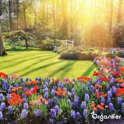 Koemestkorrels 3in1 (20Kg Voor 200m2) Allround Organische Meststof - Direct Opneembare Voeding - Langdurige Werking > 120 Dagen - Geurloos - Verbeterd Bodem - Lavameel Toevoeging - Versterkt Gras En Planten - Organifer -Tuin Kortingswinkel 1200x1200 1371