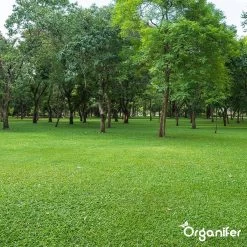 Kalk Korrel Meststof Verrijkt Met Magnesium (5Kg - Voor 100m2) Voor Dieper Bladgroen (+PH) Speciaal Voor Gazon, Perken, Moestuin En Openbaar Groen - Organifer -Tuin Kortingswinkel 1200x1200 1387