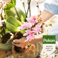 Pokon Orchidee Voeding - 250ml - Plantenvoeding - 10ml Per 1L Water -Tuin Kortingswinkel 1200x1200 1410