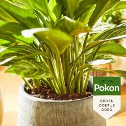 Pokon Groene Planten Voeding - 500ml - Plantenvoeding - 20ml Per 1L Water -Tuin Kortingswinkel 1200x1200 1411