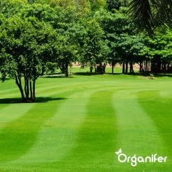 IJzersulfaat Meststof – Mos Verwijderaar – 5kg -Voor 250m2 (organifer) -Tuin Kortingswinkel 1200x1200 1421