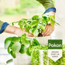 Pokon Bio Groene Planten Voeding - 500ml - Plantenvoeding (bio) - 7ml Per 1L Water -Tuin Kortingswinkel 1200x1200 1427