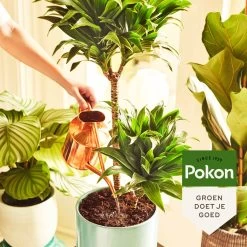 Pokon Groene Planten Voedingsstaafjes - 24st - Plantenvoeding - Meststofstaafjes -Tuin Kortingswinkel 1200x1200 1430