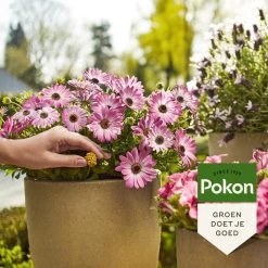 Pokon Voedingskegels Voor Terras- & Balkonplanten - 40 Stuks - 180 Dagen Voeding - Plantenvoeding -Tuin Kortingswinkel 1200x1200 1431