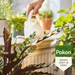 Pokon Bio Kamerplanten Voeding - 500ml - Plantenvoeding (bio) - 7ml Per 1L Water -Tuin Kortingswinkel 1200x1200 1449