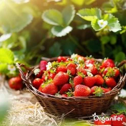 Lavagruis Uit Eifel Oergesteente (20Kg Voor 200m2) Grof Lavameel 0-2mm - Organifer -Tuin Kortingswinkel 1200x1200 1456