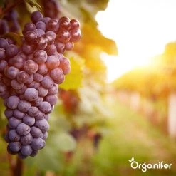 Lavagruis Uit Eifel Oergesteente (20Kg Voor 200m2) Grof Lavameel 0-2mm - Organifer -Tuin Kortingswinkel 1200x1200 1458