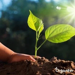 Lavagruis Uit Eifel Oergesteente (20Kg Voor 200m2) Grof Lavameel 0-2mm - Organifer -Tuin Kortingswinkel 1200x1200 1464