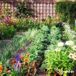 Lavagruis Uit Eifel Oergesteente (20Kg Voor 200m2) Grof Lavameel 0-2mm - Organifer -Tuin Kortingswinkel 1200x1200 1467