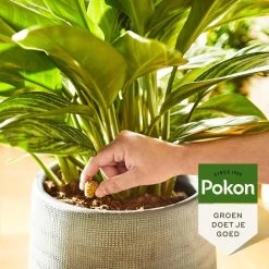 Pokon Kamerplanten Voedingskegels - 10st - Plantenvoeding - 6 Maanden Voeding -Tuin Kortingswinkel 1200x1200 1469