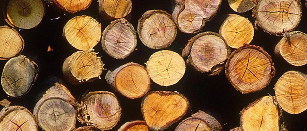 Einhell Accu Kettingzaag GE-LC 18 Li Kit (1x3,0Ah) Power X-Change (Li-Ion - 18 V - 25 Cm Zwaardlengte - 23 Cm Snijlengte - Terugslagbescherming - Kettingvangbout - Incl. 3,0 Ah Accu En Lader) 17 Einhell Accu Kettingzaag GE-LC 18 Li Kit (1x3,0Ah) Power X-Change (Li-Ion - 18 V - 25 Cm Zwaardlengte - 23 Cm Snijlengte - Terugslagbescherming - Kettingvangbout - Incl. 3,0 Ah Accu En Lader) - Afbeelding 17