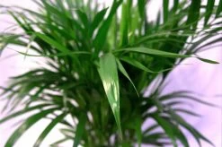 Pokon Powerspray Kamerplanten 300ml -Tuin Kortingswinkel 1200x796 11