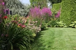 ECOstyle Tuinmest Organische Meststof - Border & Siertuin - Natuurlijke Meststof Gazon - 120 Dagen Voeding- 50 M² - 5 KG -Tuin Kortingswinkel 1200x800 412